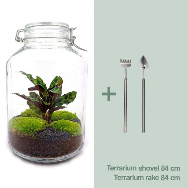 DIY terrarium - Jar Calathea - ↕ 28 cm - Normal  BotanicBridge