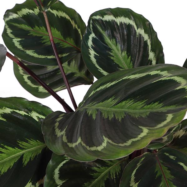 Calathea Medaillon Ø21cm - ↕70cm in Vibes BLUE pot  BotanicBridge