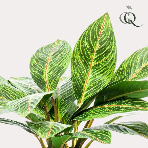 Kunstplant - Croton Codiaeum - Wonderstruik - 38 cm  BotanicBridge