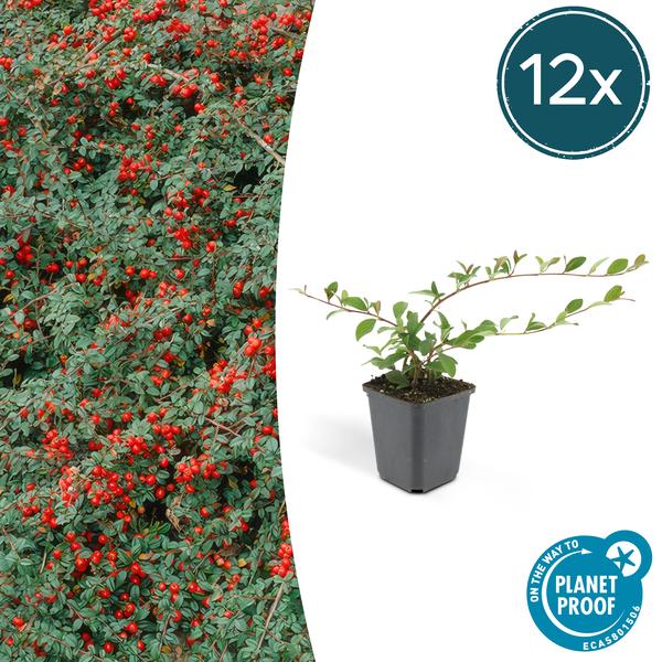 Cotoneaster dammeri - ↕10-25cm - Ø9cm - 12x  BotanicBridge