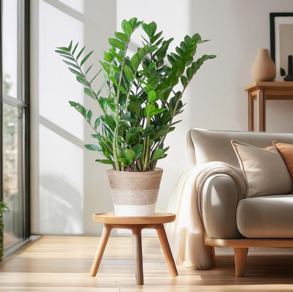 Zamioculcas Zamiifolia met Mand Lissabon wit  - 80cm - Ø21  BotanicBridge