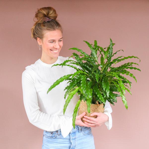 Calathea Rufibarba met Sofia mand naturel - 55cm - Ø17  BotanicBridge