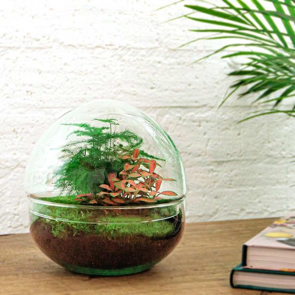 DIY terrarium - Dome Red - ↕ 20 cm - Rake + Shovel + Tweezer + Scissors  BotanicBridge