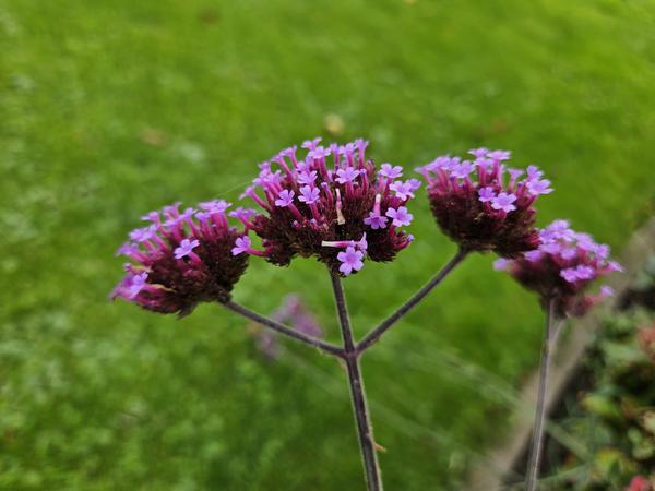 Verbena bonariensis - ↕10-25cm - Ø9cm - 20x  BotanicBridge