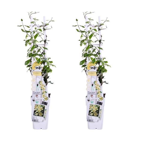 2x - Trachelospermum 'Star of Toscana' - ↨65cm - Ø15  BotanicBridge