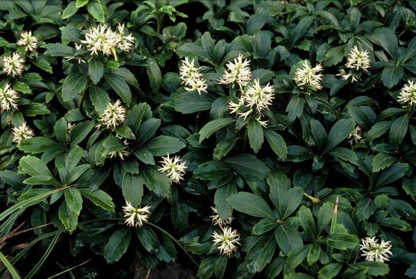 Pachysandra term. 'Green Sheen' - ↕10-25cm - Ø9cm - 6x  BotanicBridge