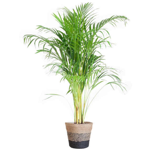 Areca Palm (Dypsis) met Lissabon mand zwart - 100cm - Ø21  BotanicBridge