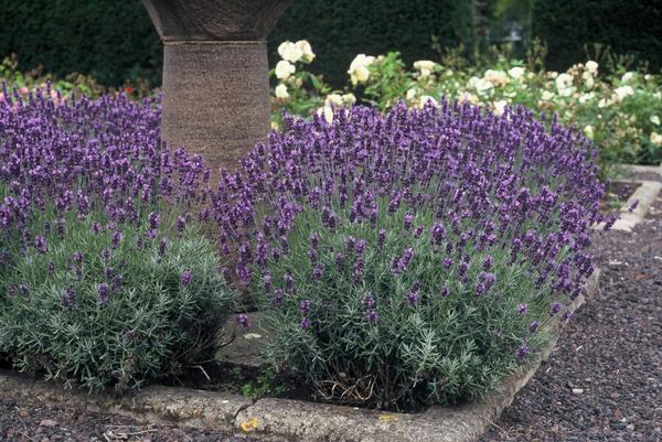 Lavandula ang. 'Dwarf Blue' - ↕10-25cm - Ø9cm - 20x  BotanicBridge