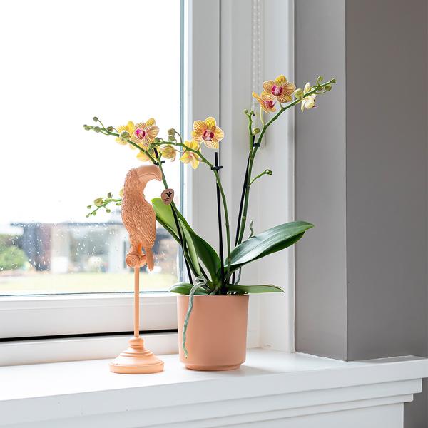 Kolibri Home | Ornament - Decoratie beeld Toucan - Peach  BotanicBridge