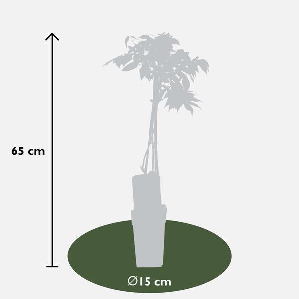 Wisteria floribunda Alba - Witte regen - Ø15cm - ↕65cm  BotanicBridge