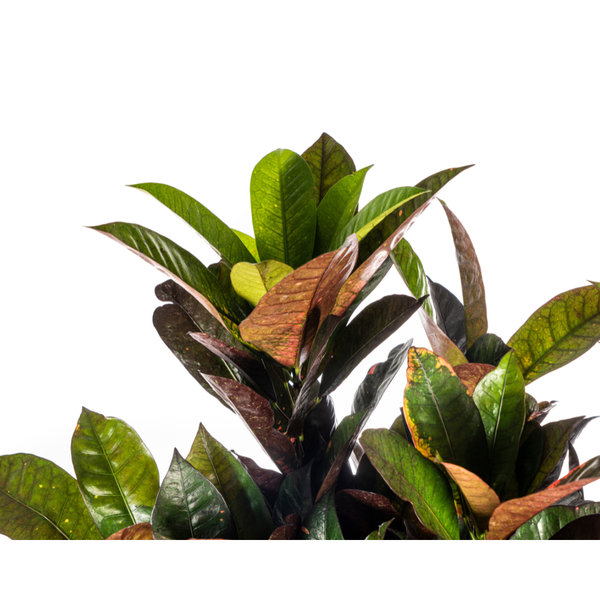 Codiaeum 'Croton' Iceton Ø24cm - ↕90-100cm  BotanicBridge