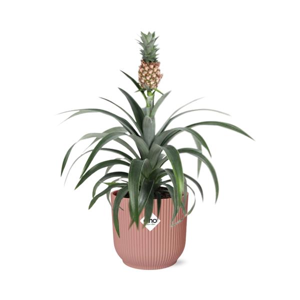 Ananas Mi Amigo in ELHO Vibes Fold 14cm roze  BotanicBridge