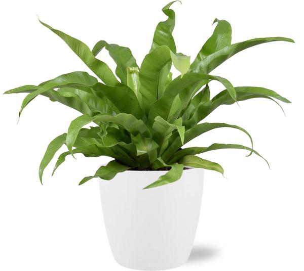 Asplenium Antiquum - Ø17cm - ↕45cm + Pot Brussels D18x17cm - Wit  BotanicBridge