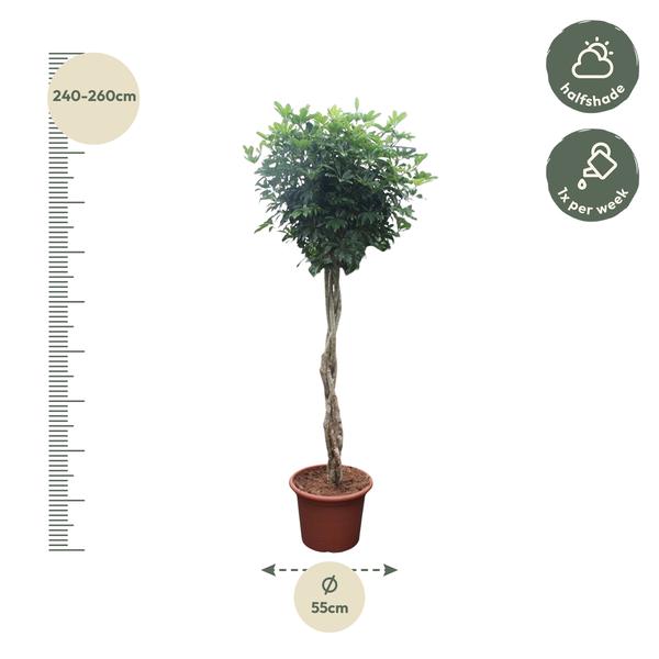 Schefflera Arboricola Compacta gevlochten stam - 250 cm - ø55  BotanicBridge