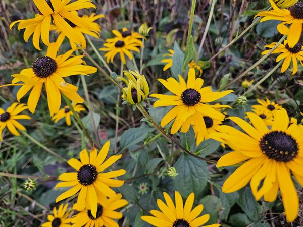 Rudbeckia fulgida 'Goldsturm' - ↕10-25cm - Ø9cm - 6x  BotanicBridge