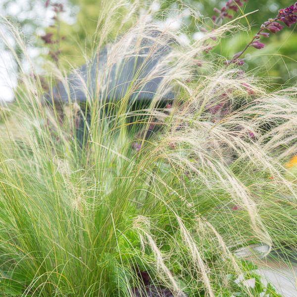 Stipa tenuissima 'Ponytails' - ↕10-25cm - Ø9cm - 12x  BotanicBridge