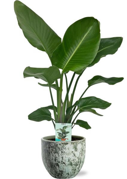 Strelitzia Nicolai - Ø19cm - ↕90cm +  Sem Pot D20x18cm - Groen  BotanicBridge