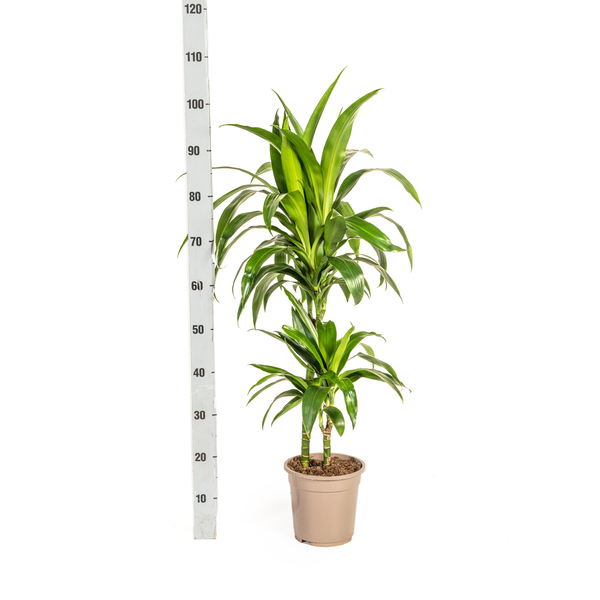 Dracaena Deremensis Lisa Ø19cm - ↕80cm  BotanicBridge