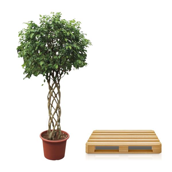 Ficus Benjamina Exotica gevlochten stam - 250 cm - ø55  BotanicBridge