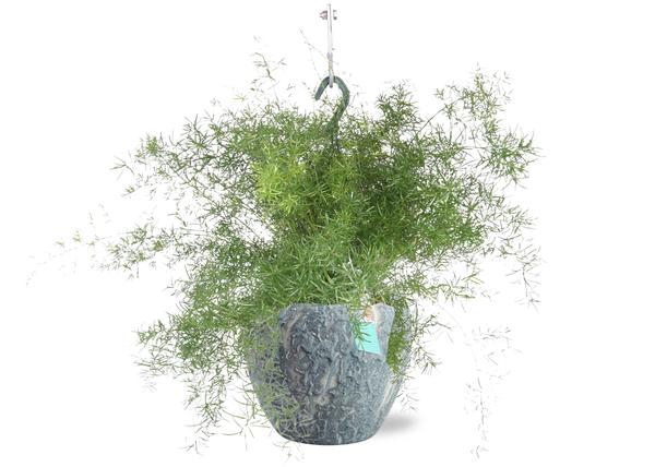 Asparagus Sprengeri Hang - Ø17cm - ↕35cm + Doug Pot D18x16cm - Grijs Wit  BotanicBridge