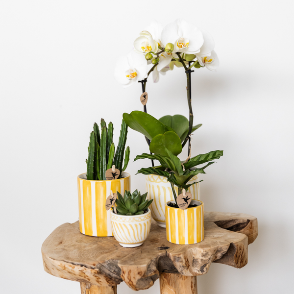 Kolibri Home | Painted stripe  - Yellow - Ø9cm  BotanicBridge