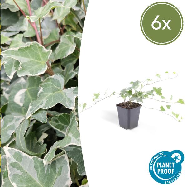 Hedera helix 'Glacier' - ↕10-25cm - Ø9cm - 6x  BotanicBridge