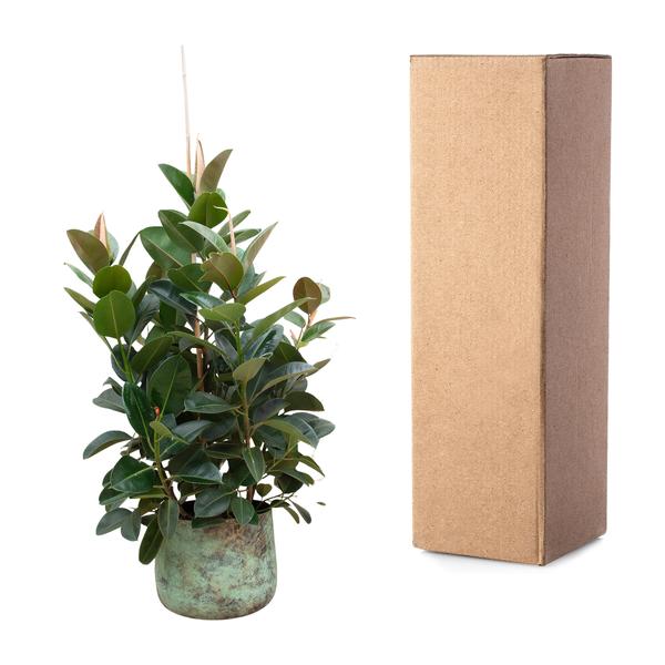 Ficus Robusta vertakt - 150 cm - ø38  BotanicBridge