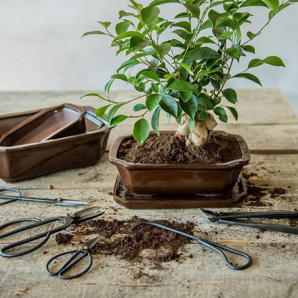 Bonsai root hook - 20,5 cm - Bonsai tool  BotanicBridge