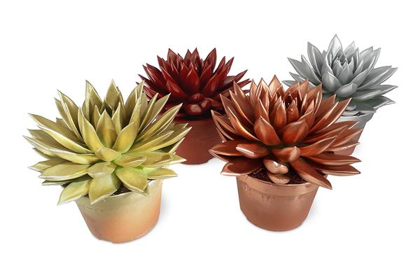 Echeveria Coloured Xmas Mix - 4 stuks - Ø15cm - ↕18cm  BotanicBridge