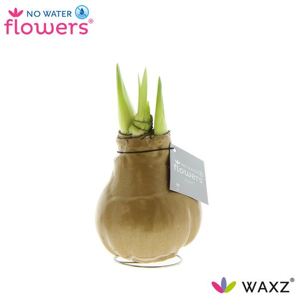 No Water Flowers Waxz® Metallic Gold - ↕15cm  BotanicBridge