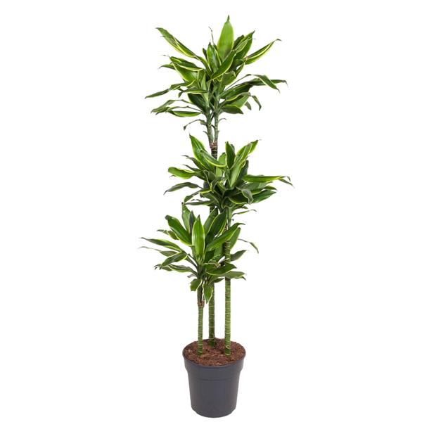 Dracaena Golden Coast - 160 cm - ø24  BotanicBridge