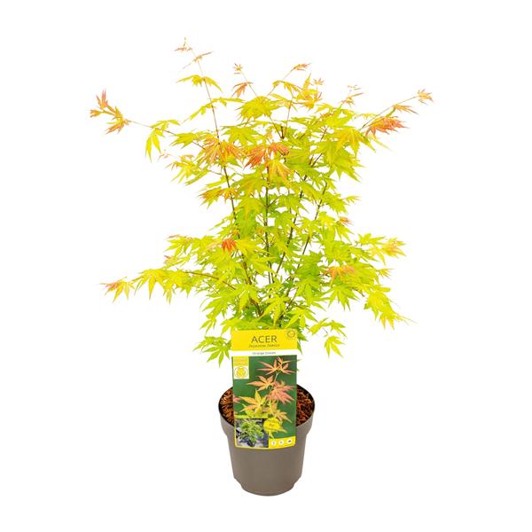 Acer palmatum Orange Dream - Ø19cm - ↕50cm  BotanicBridge