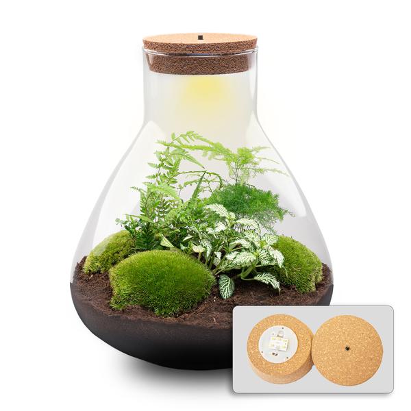 Terrarium - Sam XL + LED - ↑ 35 cm  BotanicBridge