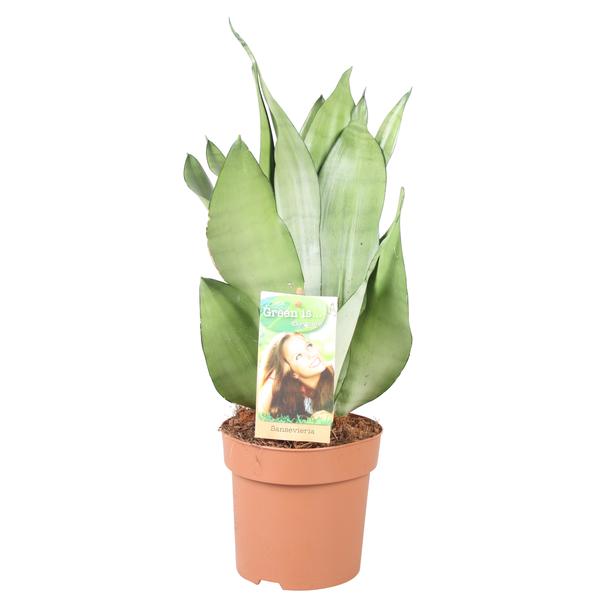 Sansevieria Moonshine - Hoogte 40-45** - Ø14cm - ↕40cm  BotanicBridge