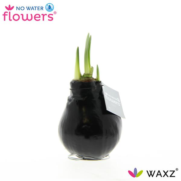 No Water Flowers Waxz® Black - ↕15cm  BotanicBridge