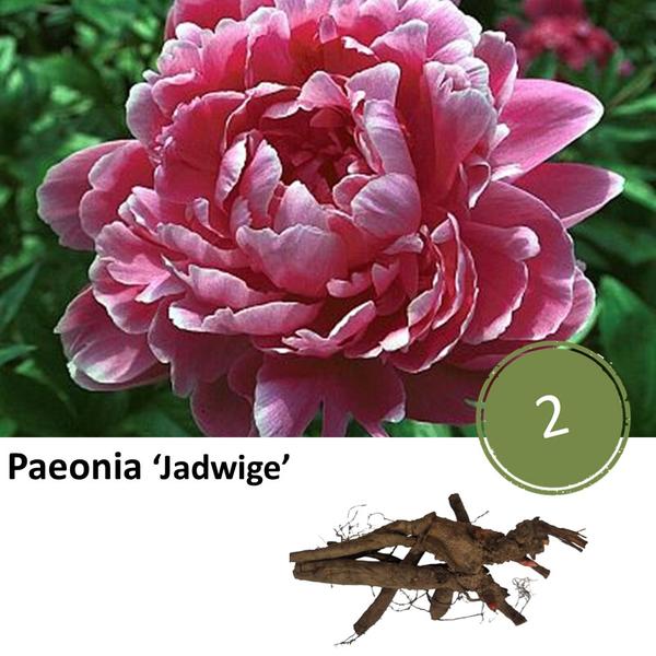 Paeonia 'Jadwige' - 2x  BotanicBridge