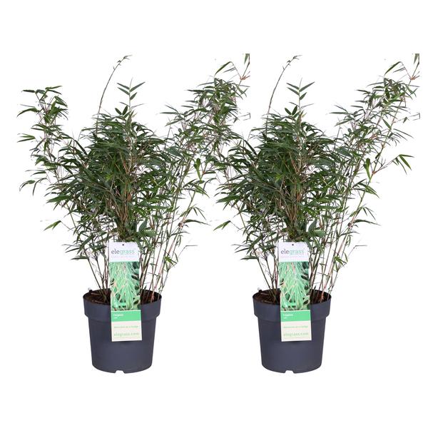 2x Fargesia rufa - ↨80cm - Ø23  BotanicBridge