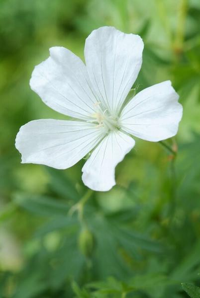 Geranium sang. 'Album' - ↕10-25cm - Ø9cm - 20x  BotanicBridge