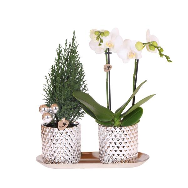 Kolibri Company | Plantenset Diamond Pearl Kerst Zilver | Witte Phalaenopsis Orchidee Amabilis + Mini Kerstboom incl. keramieken sierpotten op dienblad  BotanicBridge