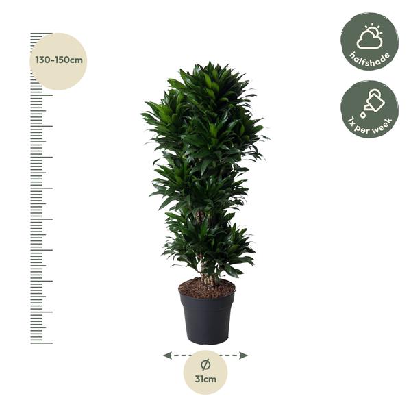 Dracaena Compacta vertakt - 140 cm - ø31  BotanicBridge