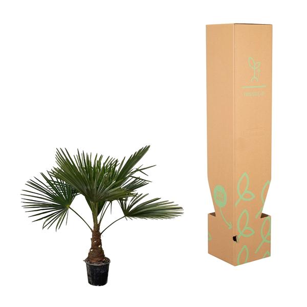 Trachycarpus - 100cm- Ø21  BotanicBridge