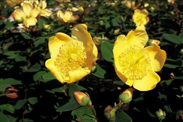 Hypericum dummeri 'Peter Dummer' - ↕10-25cm - Ø9cm - 6x  BotanicBridge