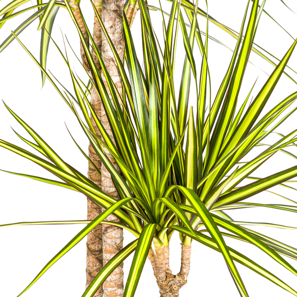 Dracaena Marginata Sunray Ø24cm - ↕140cm  BotanicBridge