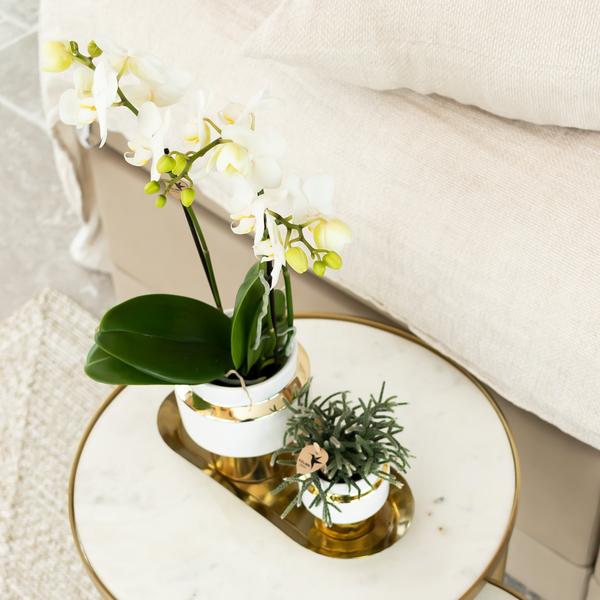 Kolibri Orchids | Witte Phalaenopsis orchidee – Amabilis + Le Chic sierpot goud – potmaat Ø9cm – 40cm hoog | bloeiende kamerplant in bloempot - vers van de kweker  BotanicBridge