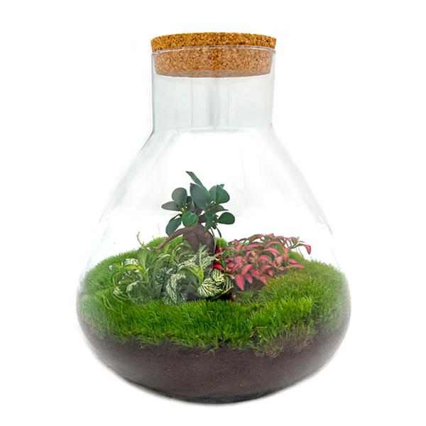 Sam XL Bonsai - DIY Terrarium - 32 cm hoog  BotanicBridge