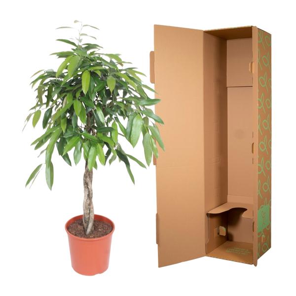 Ficus Amstel King gevlochten stam - 140 cm - ø30  BotanicBridge