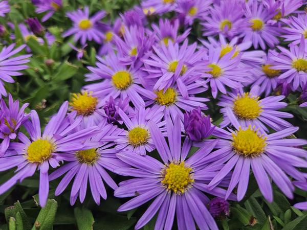 Aster (D) 'Prof. Anton Kippenberg'  - ↕10-25cm - Ø9cm - 12x  BotanicBridge