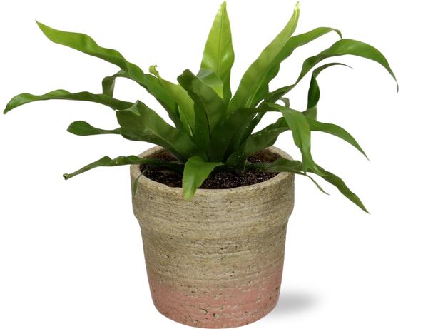 Asplenium Antiquum - Ø12cm - ↕25cm + Invorno Pot D13,5x12,5cm - Naturel  BotanicBridge