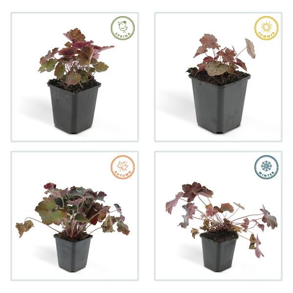 Heuchera mic. 'Palace Purple' - ↕10-25cm - Ø9cm - 40x  BotanicBridge