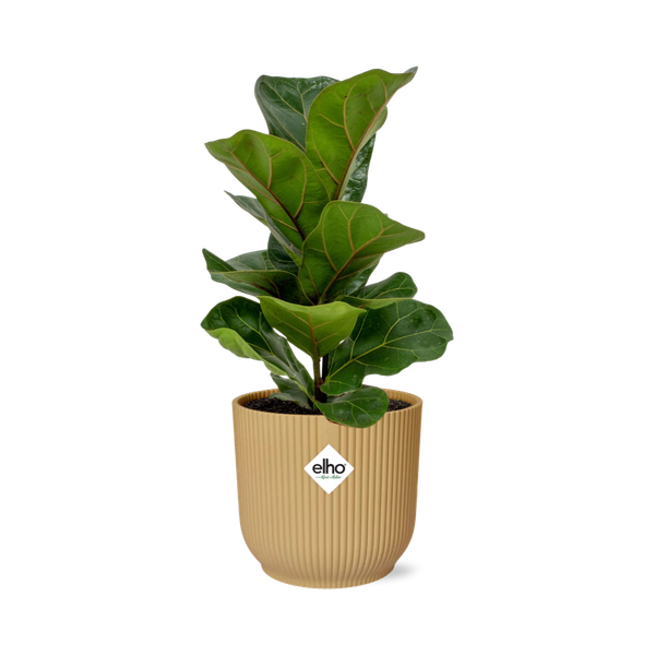 Ficus Lyrata ‘Bambino’ in ELHO Vibes Fold 14cm geel  BotanicBridge